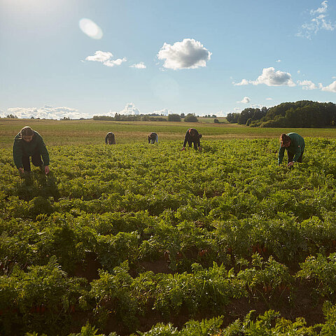 People are working in a field of green plants under a blue sky dotted with white clouds.