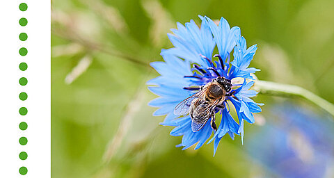 A bee is collecting nectar from a blue flower.