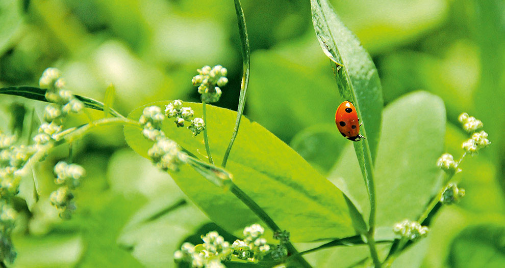 Une coccinelle est assise sur une feuille au milieu d'un feuillage vert et de petites fleurs blanches.