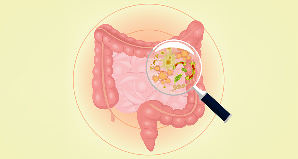 Een vergrootglas is gericht op bacteriën en andere micro-organismen in het menselijke spijsverteringsstelsel.
