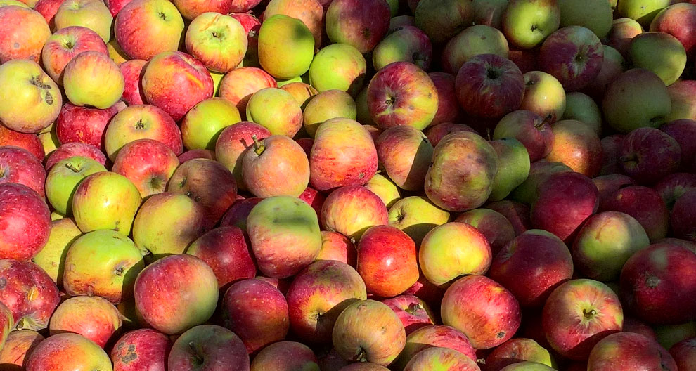 A pile of apples.