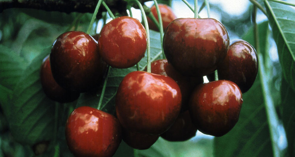 A cluster of ripe cherries hangs from a tree branch, surrounded by green leaves.