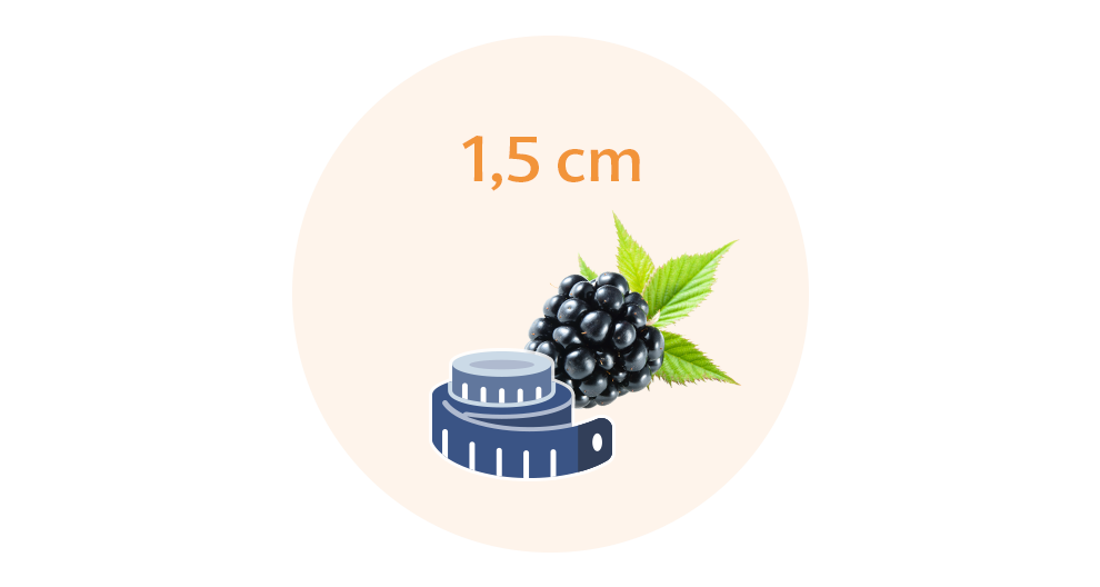 A measuring tape is placed beside a cluster of blackberries, with the text "1.5 cm" above them.