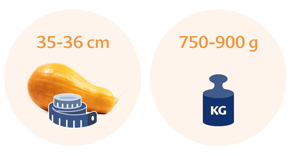 Two circles with text and illustrations. The left circle has text indicating a size range of 35-36 cm and an illustration of a pumpkin with a measuring tape. The right circle has text indicating a weight range of 750-900 g and an illustration of a blue weight scale with the label 'KG'.