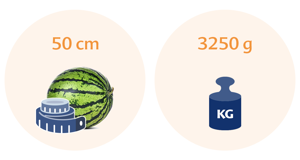 Two circles, each with a distinct illustration and text. The left circle has a watermelon with a measuring tape, and the text reads '50 cm'. The right circle has a blue weight with the text '3250 g' and the label 'KG'.