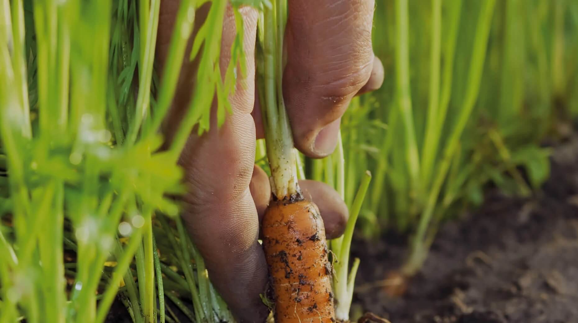 A hand emerges from lush green carrot plants, pulling out a freshly harvested orange carrot.