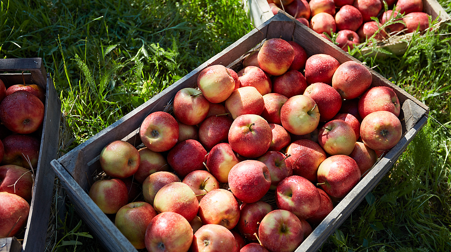 Crates of ripe apples sit on grass.