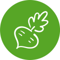 Radish.